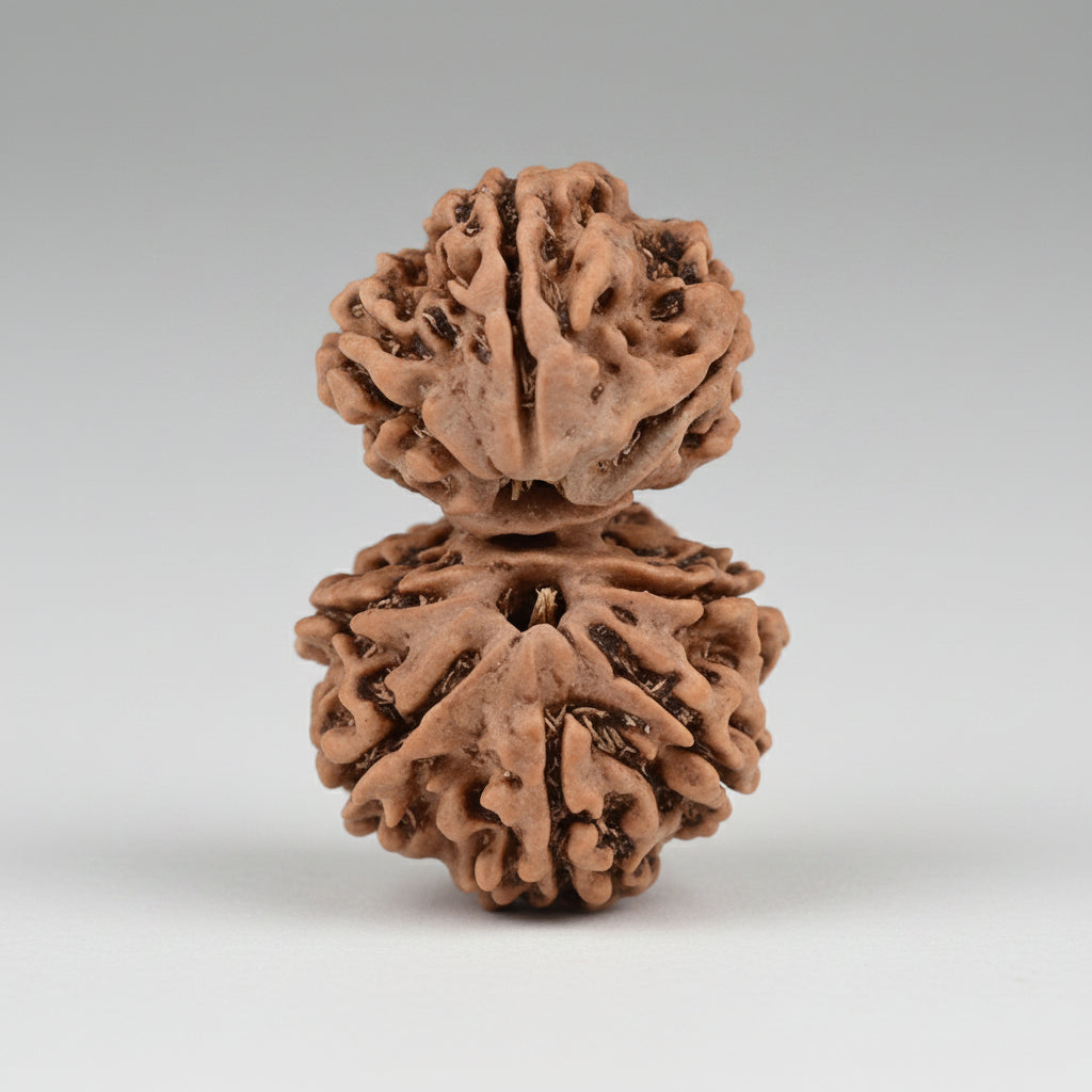 Super Collector Gauri Shankar 8 Mukhi From Nepal