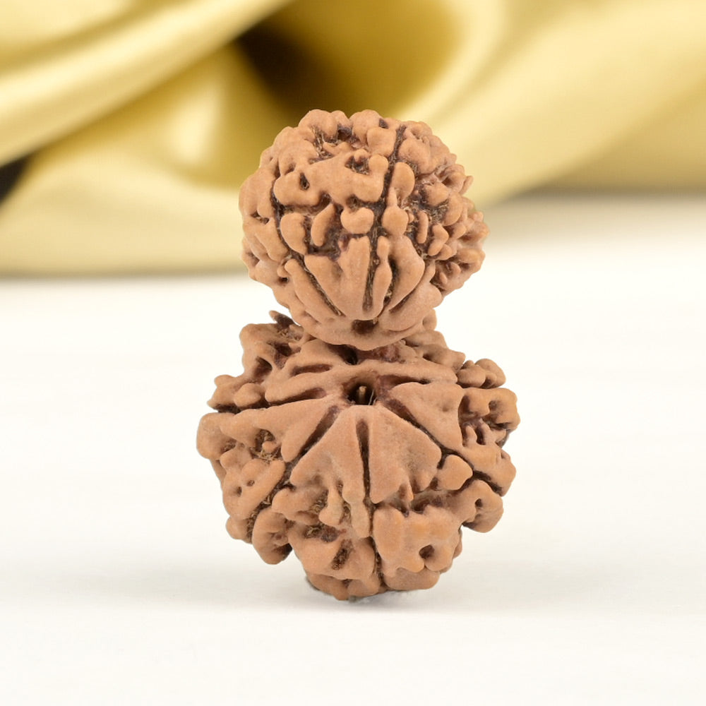 Garbh Gauri 10 Mukhi from Nepal Small