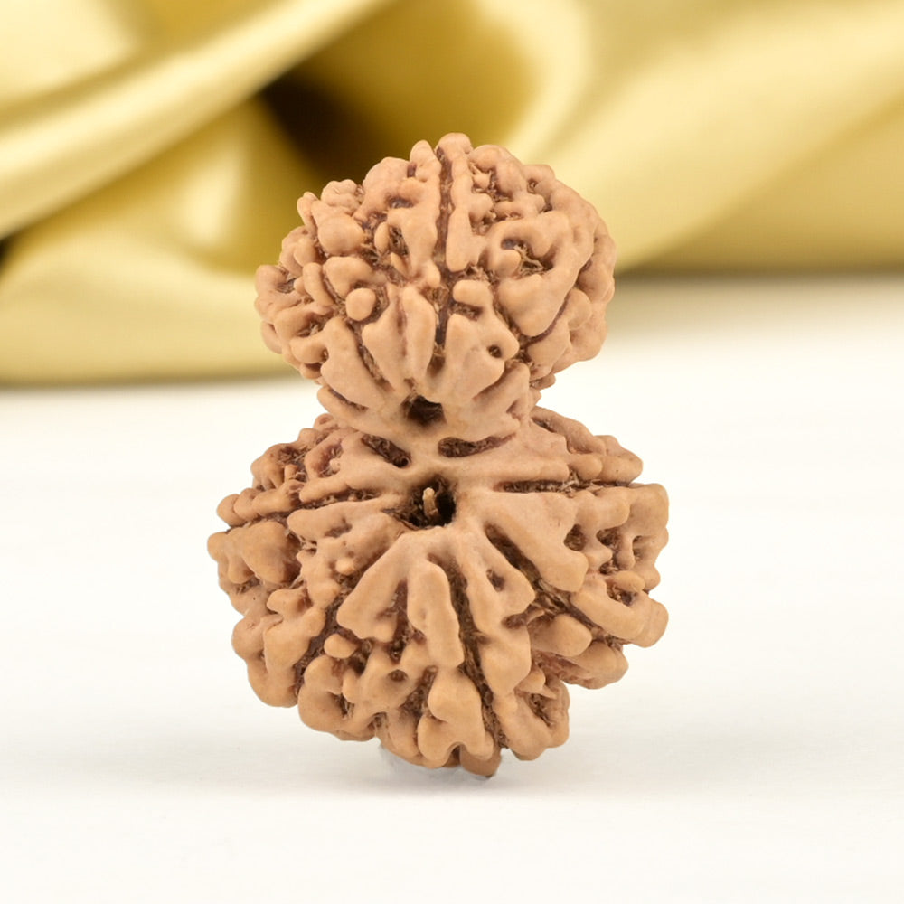 Garbh Gauri 10 Mukhi from Nepal