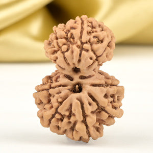 Garbh Gauri 10 Mukhi from Nepal