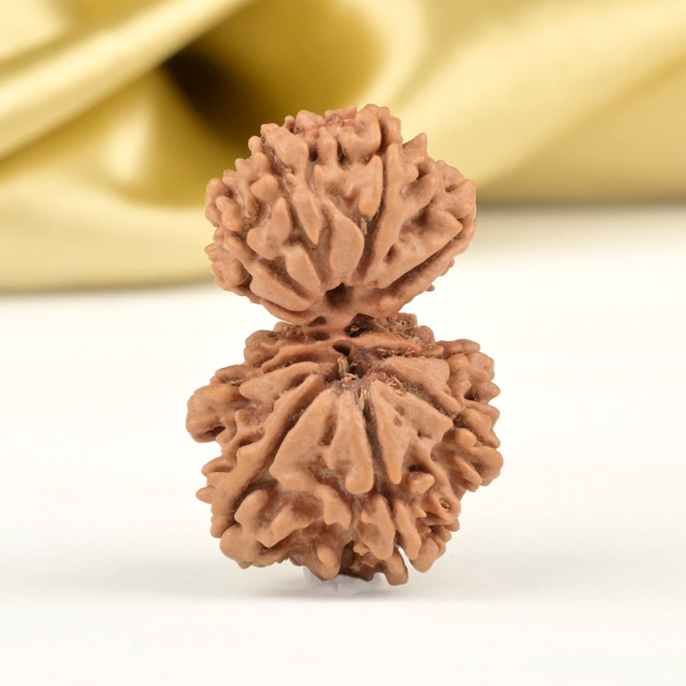 Garbh Gauri 11 Mukhi from Nepal Small