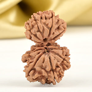Garbh Gauri 11 Mukhi from Nepal Small