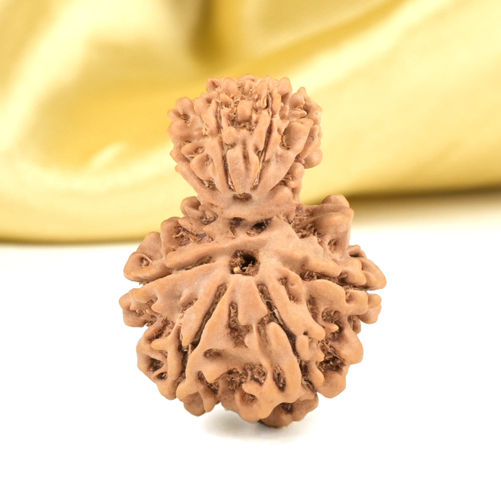 Garbh Gauri 8 Mukhi from Nepal Small