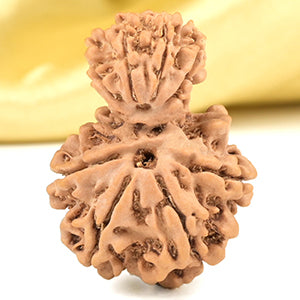 Garbh Gauri 8 Mukhi from Nepal Small