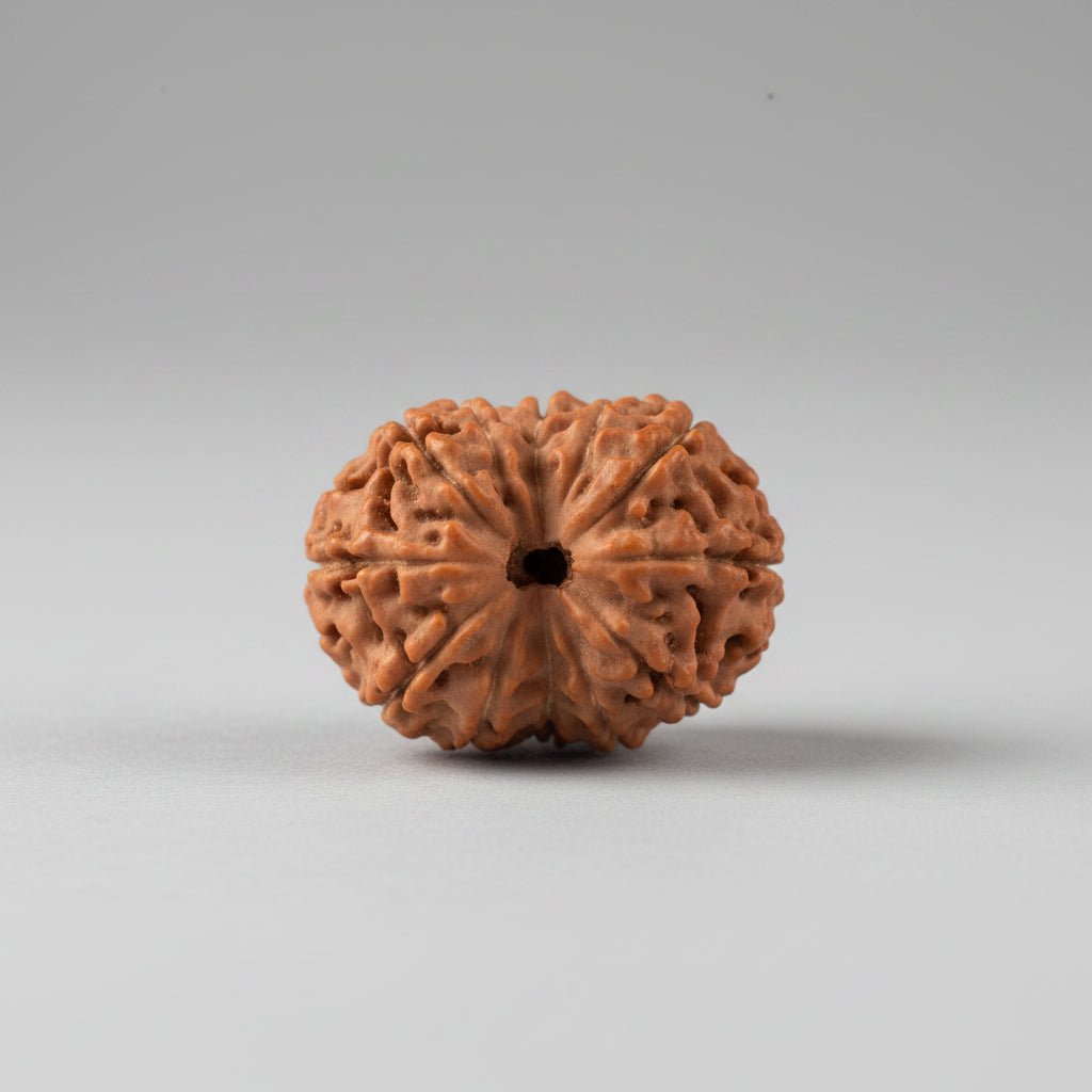 Eleven Mukhi from Java Indonesia Large