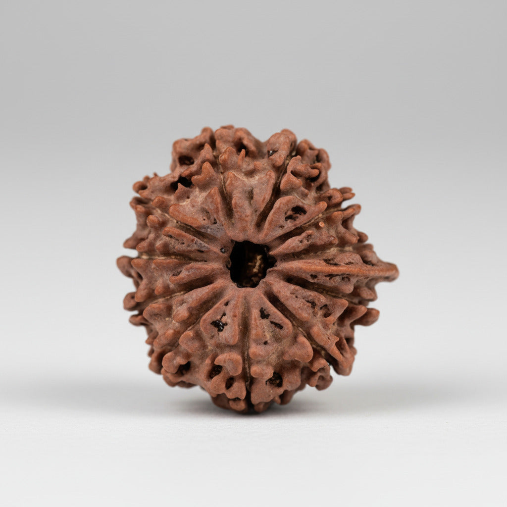 Ganesh Rudraksha 11 Mukhi from Nepal