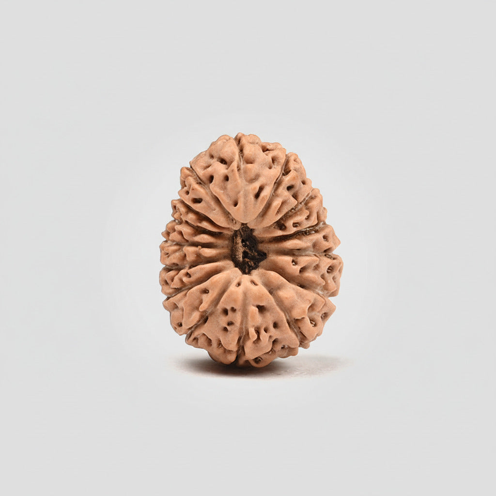 Fifteen Mukhi from Java Indonesia Small