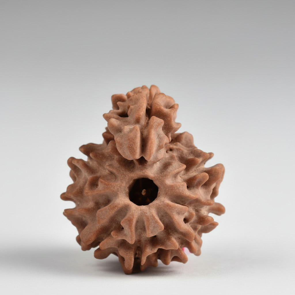 Savar Naag Rudraksha Small from Nepal