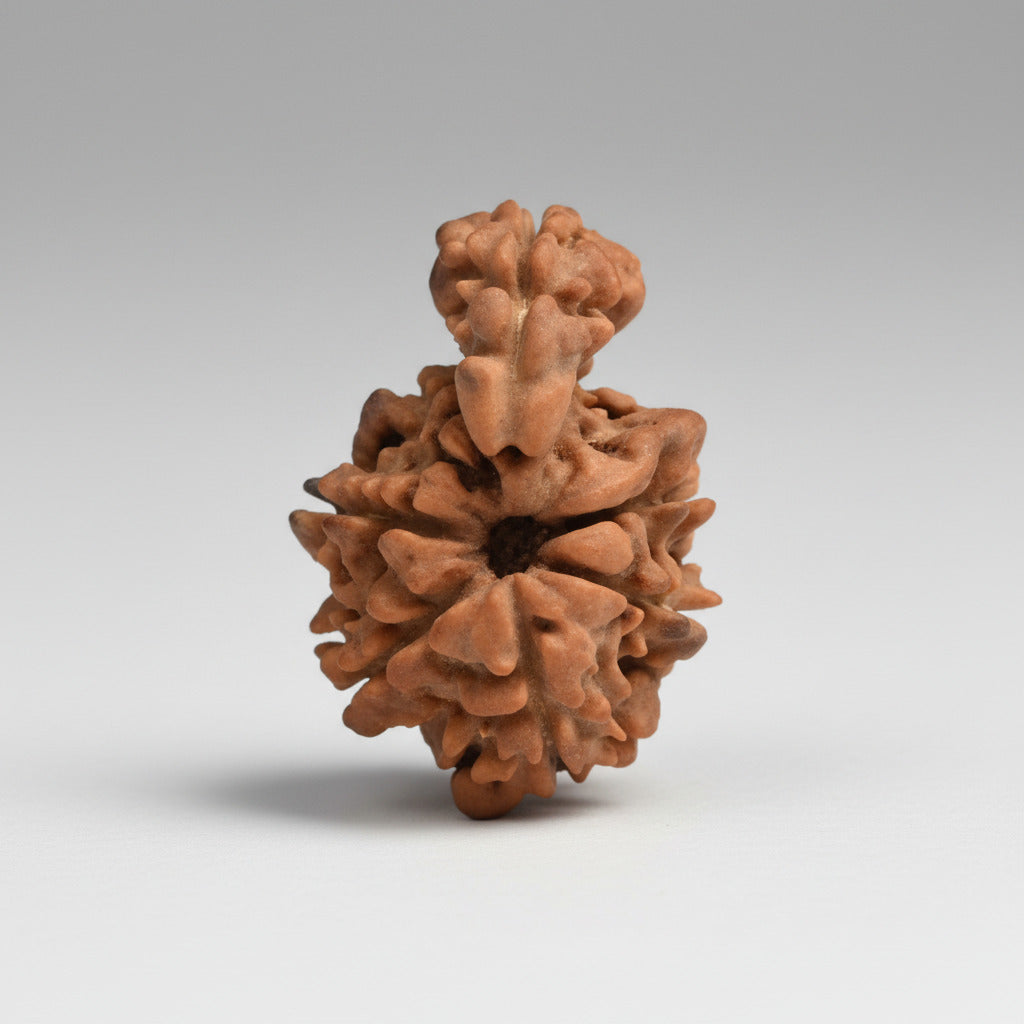 Savar Naag Rudraksha from Nepal