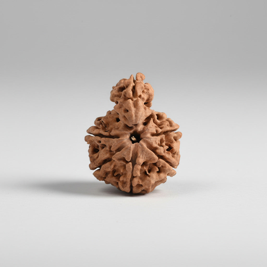 Super Collector Savar Naag Rudraksha