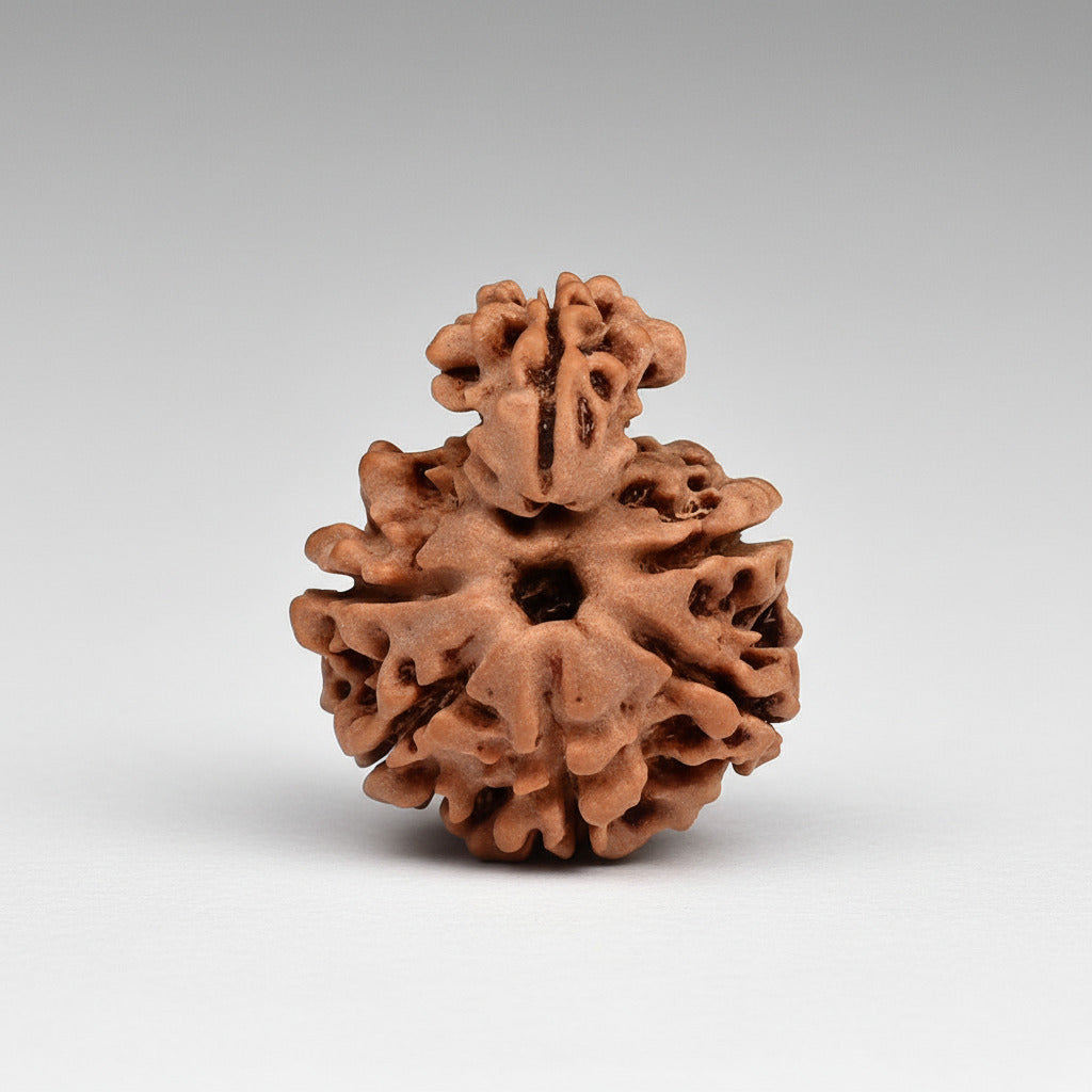 Savar Naag 6 mukhi Small from Nepal