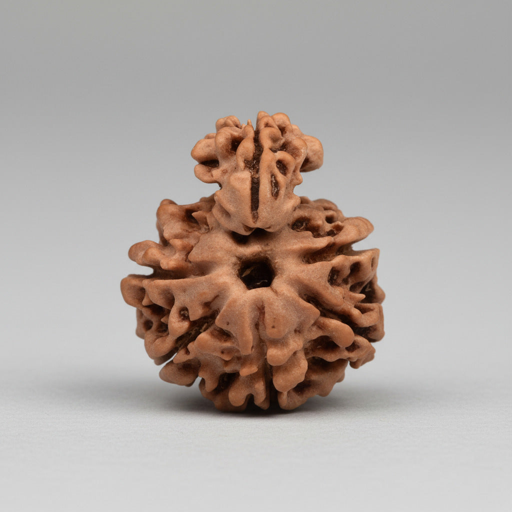 Savar Naag 6 mukhi Small from Nepal