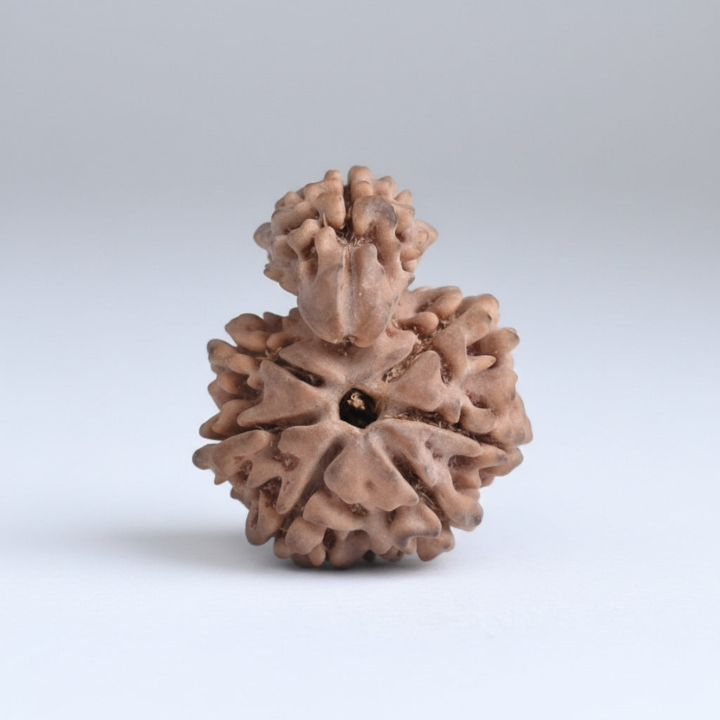 Savar Naag 5 mukhi from Nepal