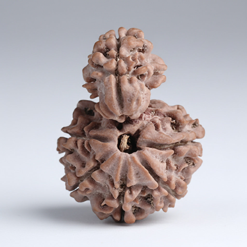 Savar Naag Rudraksha from Nepal Large