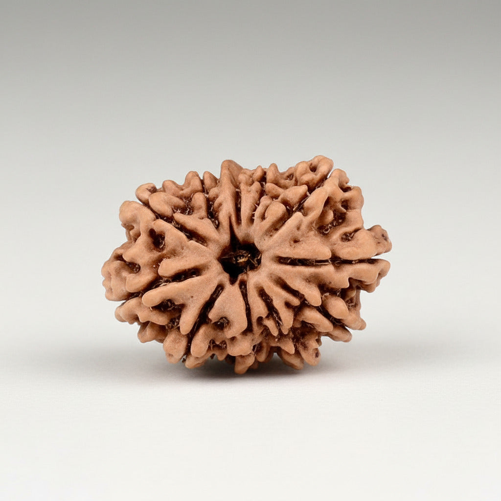 Ganesh Rudraksha 11 Mukhi from Nepal Small