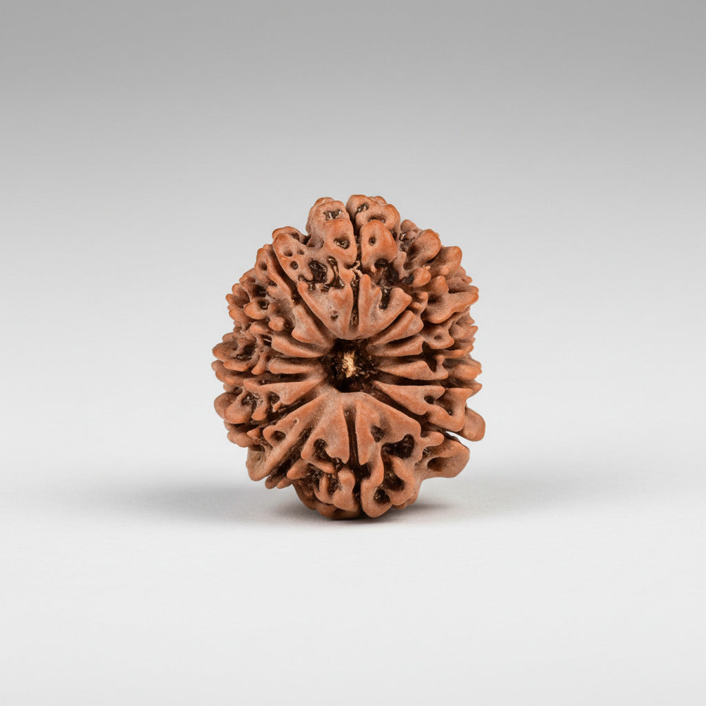 Ganesh Rudraksha 12 Mukhi from Nepal