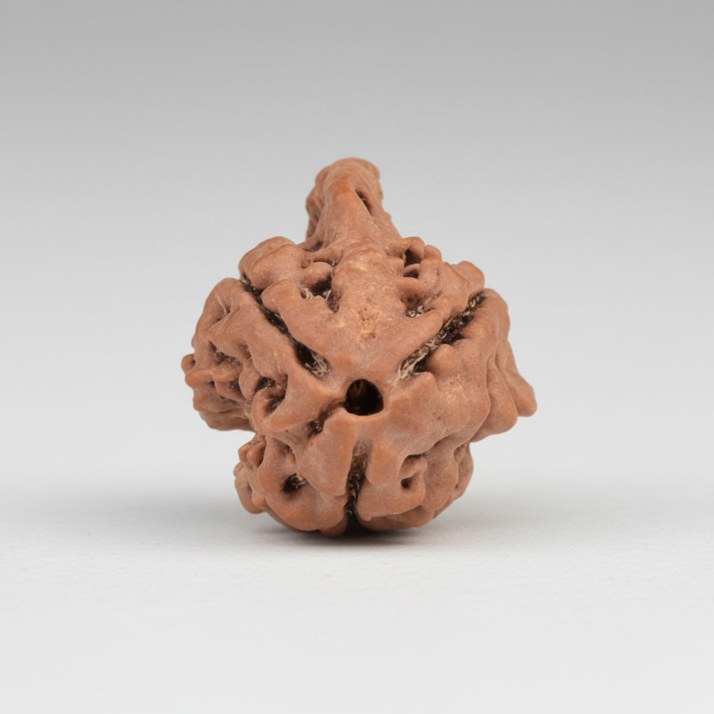 Ganesh Rudraksha 3 Mukhi from Nepal
