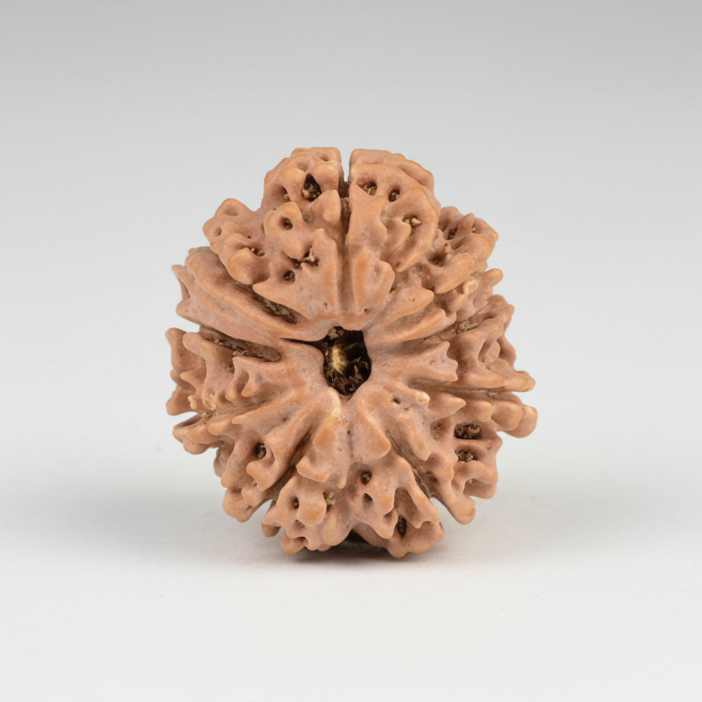 Ganesh Rudraksha 9 Mukhi from Nepal