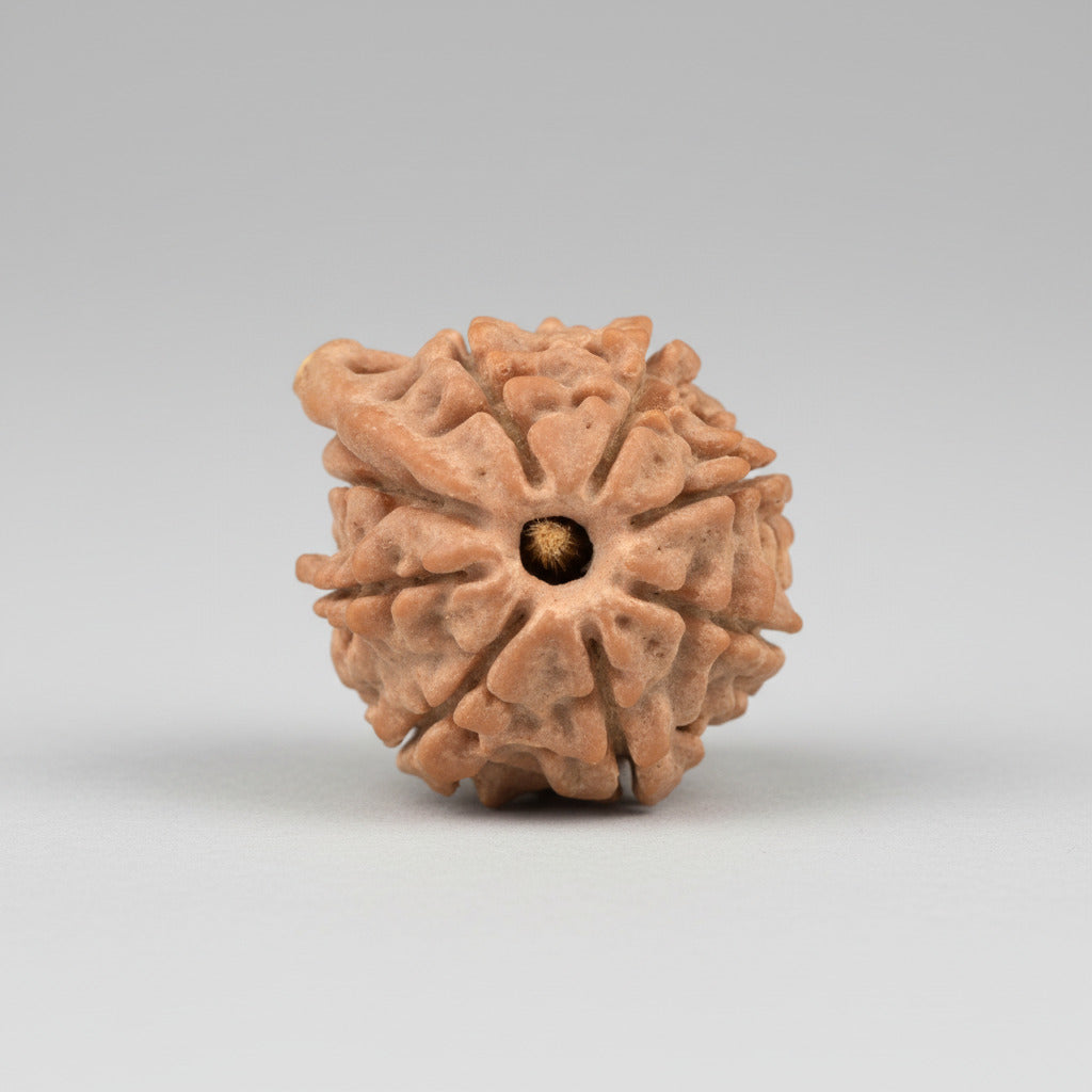 Ganesh Rudraksha 8 Mukhi from Nepal Small