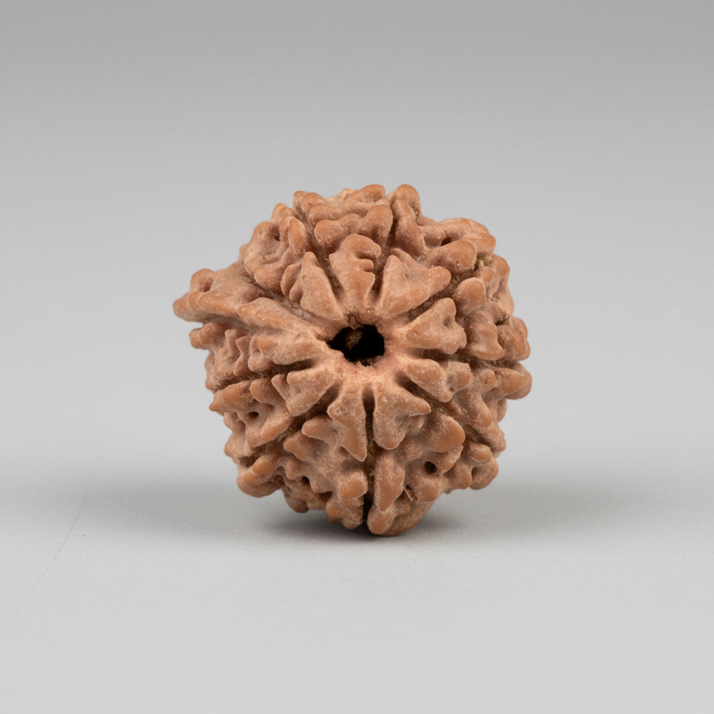 Ganesh Rudraksha 9 Mukhi from Nepal Small