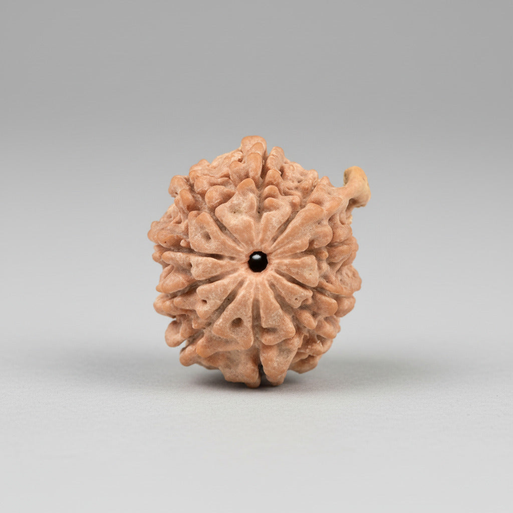 Ganesh Rudraksha 10 Mukhi from Nepal Small