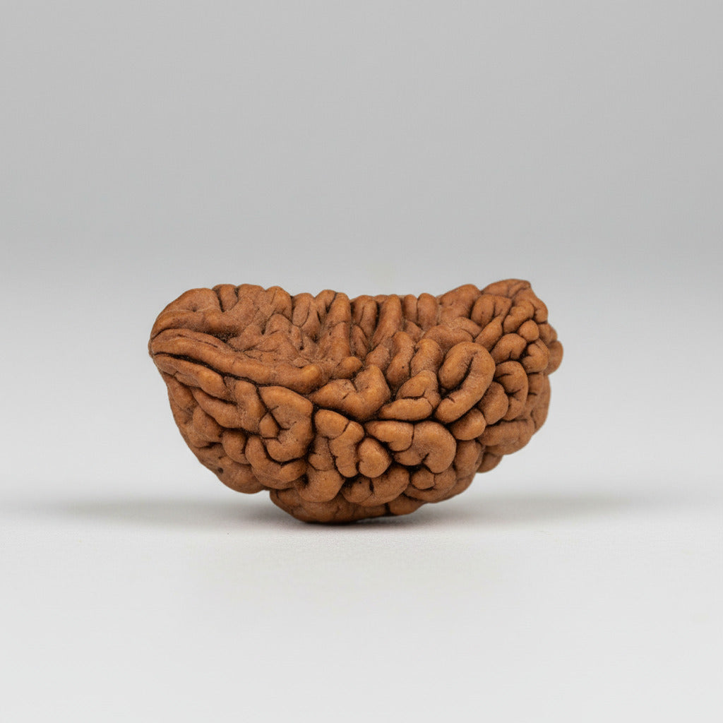 1 Mukhi Half Moon Collector