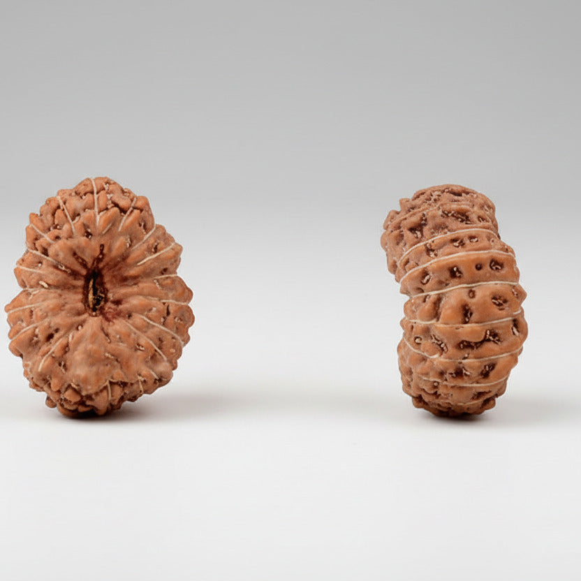 Nineteen Mukhi from Java Indonesia Large