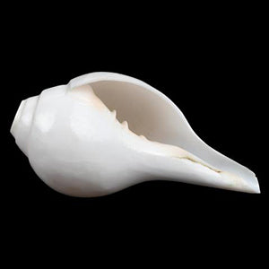 Vamavarti Left Hand Blowing Shankh-5.5 inches