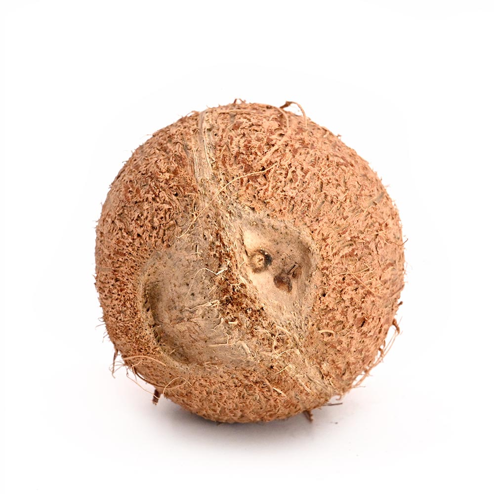 Two Eyed Coconut (2 Mukhi Nariyal)-160 gms