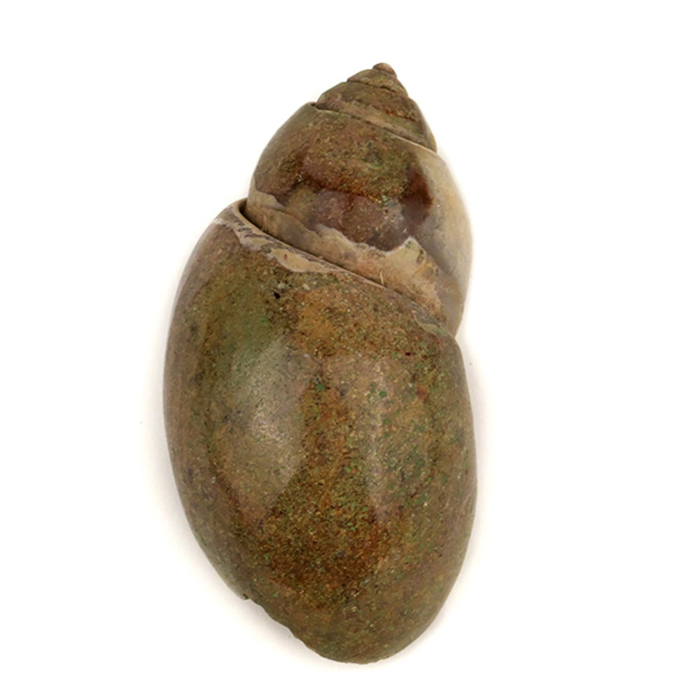 Heera Shankh - 93 gms