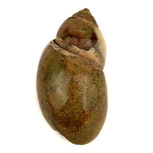 Heera Shankh - 93 gms