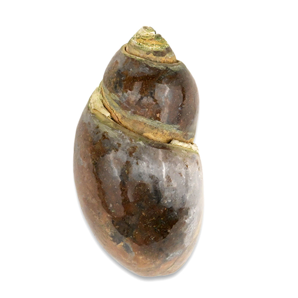 Heera Shankh - 92 gms