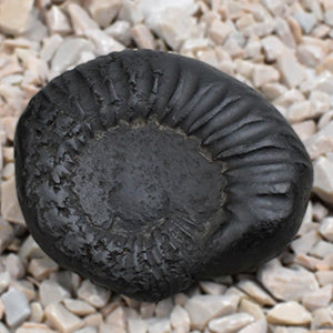 Shaligram Shila