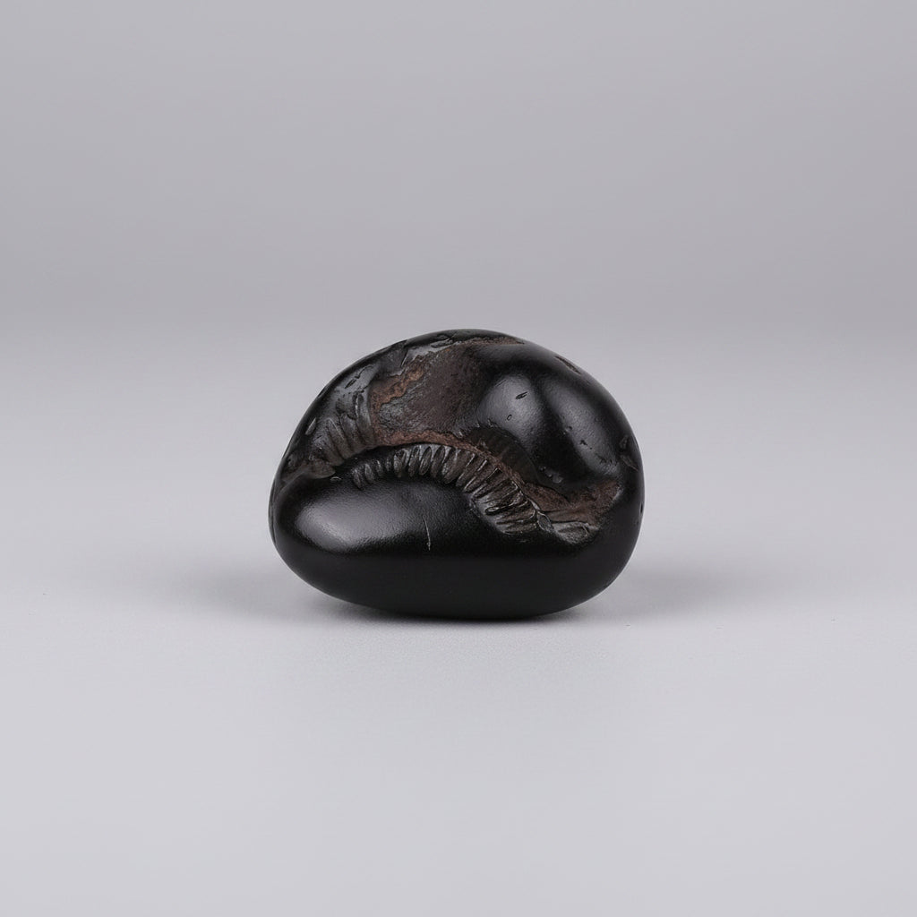 Surya Shaligram Shila - III
