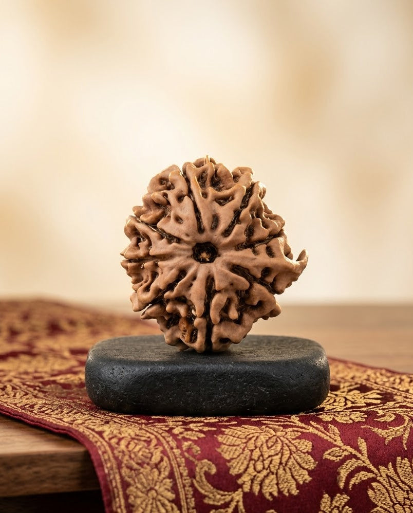 Ganesh Rudraksha 8 Mukhi from Nepal 22 mm