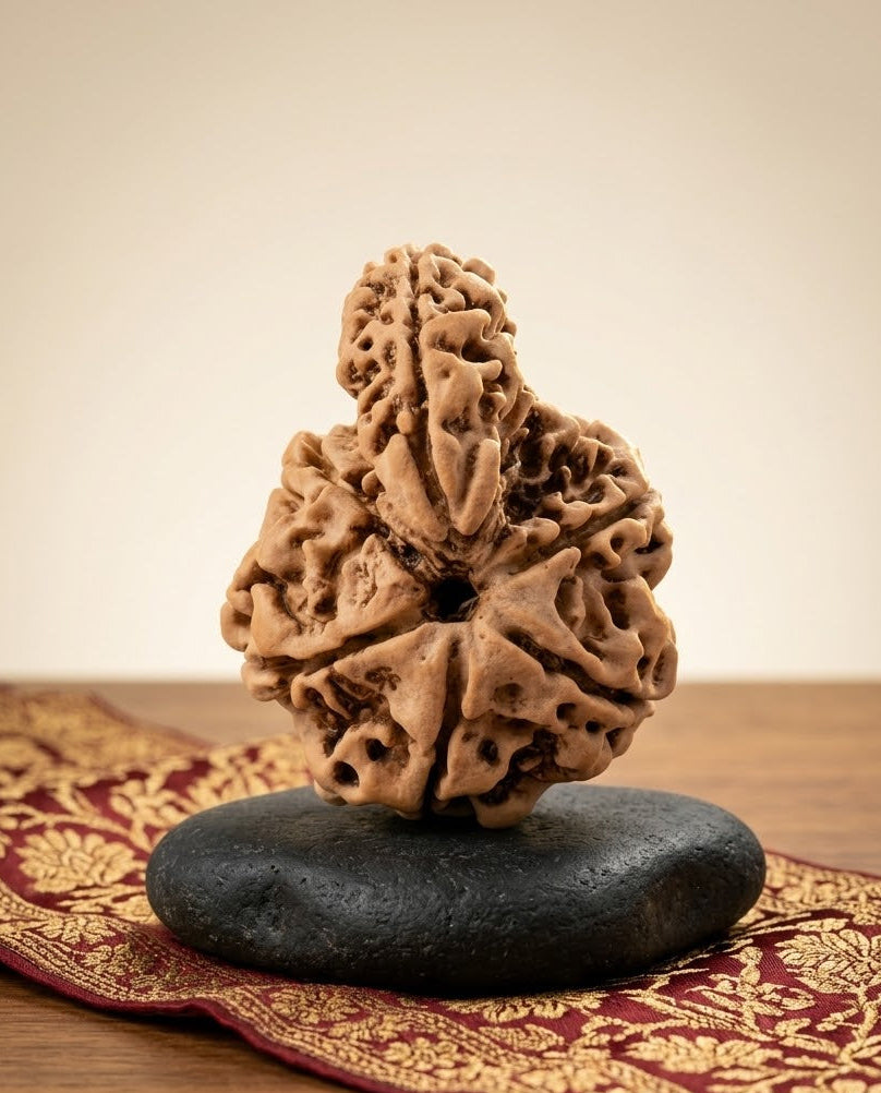 Savar Naag 6 mukhi from Nepal Large - 25 mm