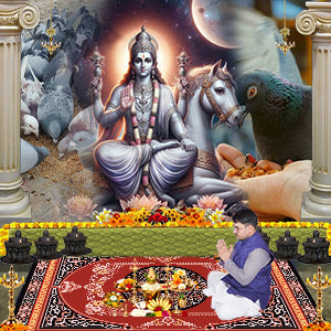 Feed Pigeons for Blessings of Planet Venus (Shukra Graha)-1 Month