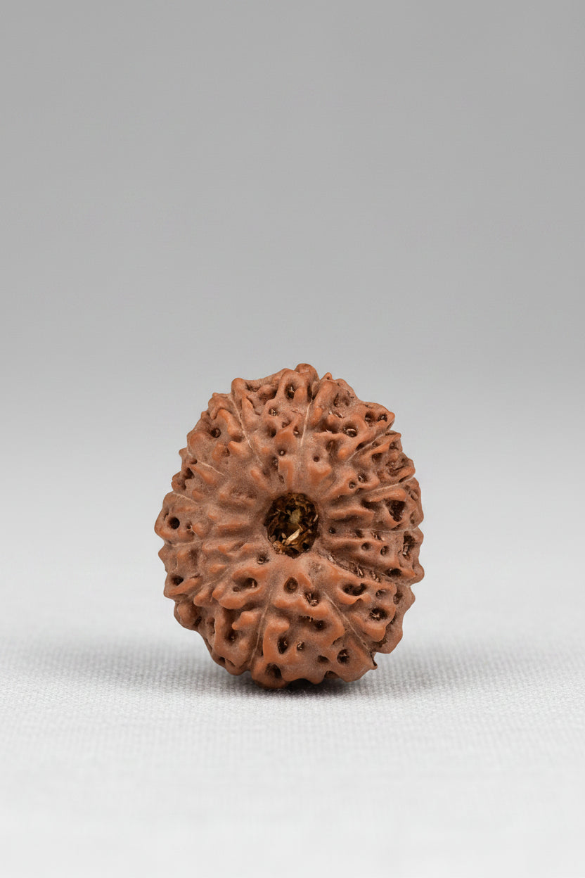 Premium 12 Mukhi Rudraksha Bead – 20mm | Java Indonesian | Collector Grade - ManiMonk