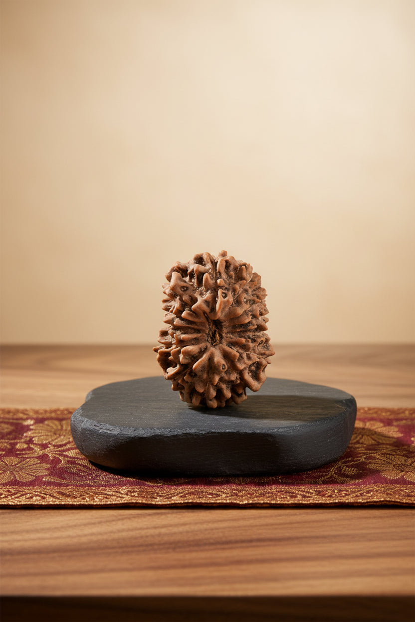 Premium Java Indonesian 13 Mukhi Rudraksha Bead 24mm | Super Collector - ManiMonk