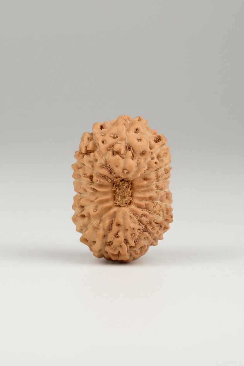 16 Mukhi Rudraksha Bead – Java Indonesian | 17mm Large | Bead of Victory - ManiMonk