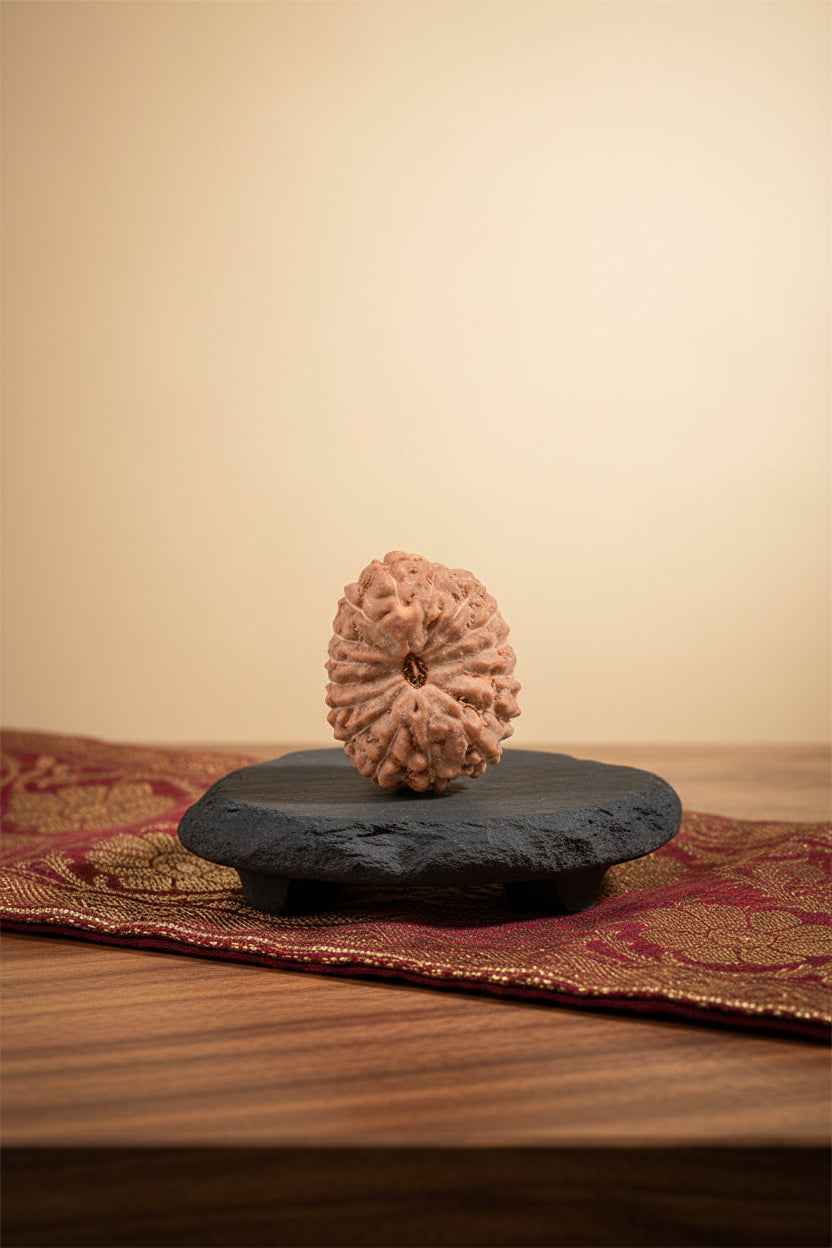16 Mukhi Rudraksha Bead | Premium Java Indonesian | 18 mm Large - ManiMonk