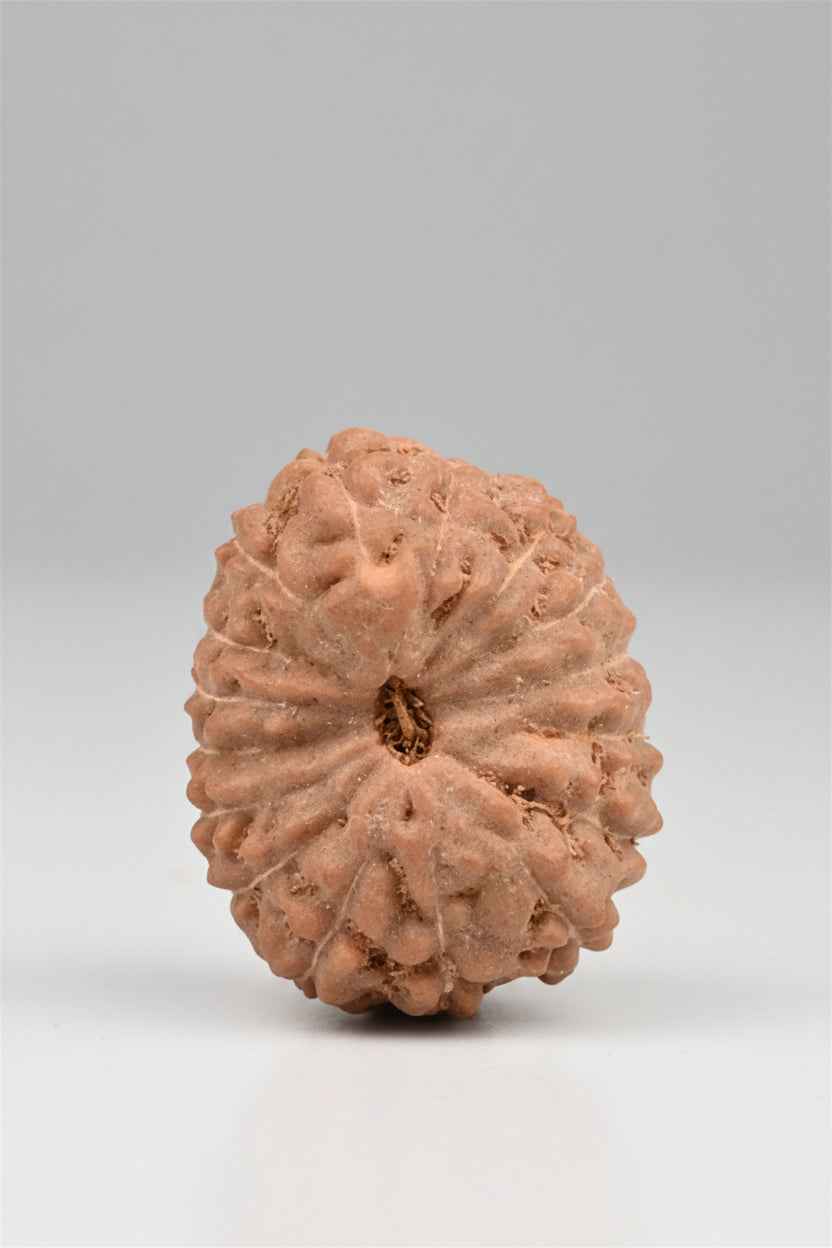 16 Mukhi Rudraksha Bead | Premium Java Indonesian | 18 mm Large - ManiMonk
