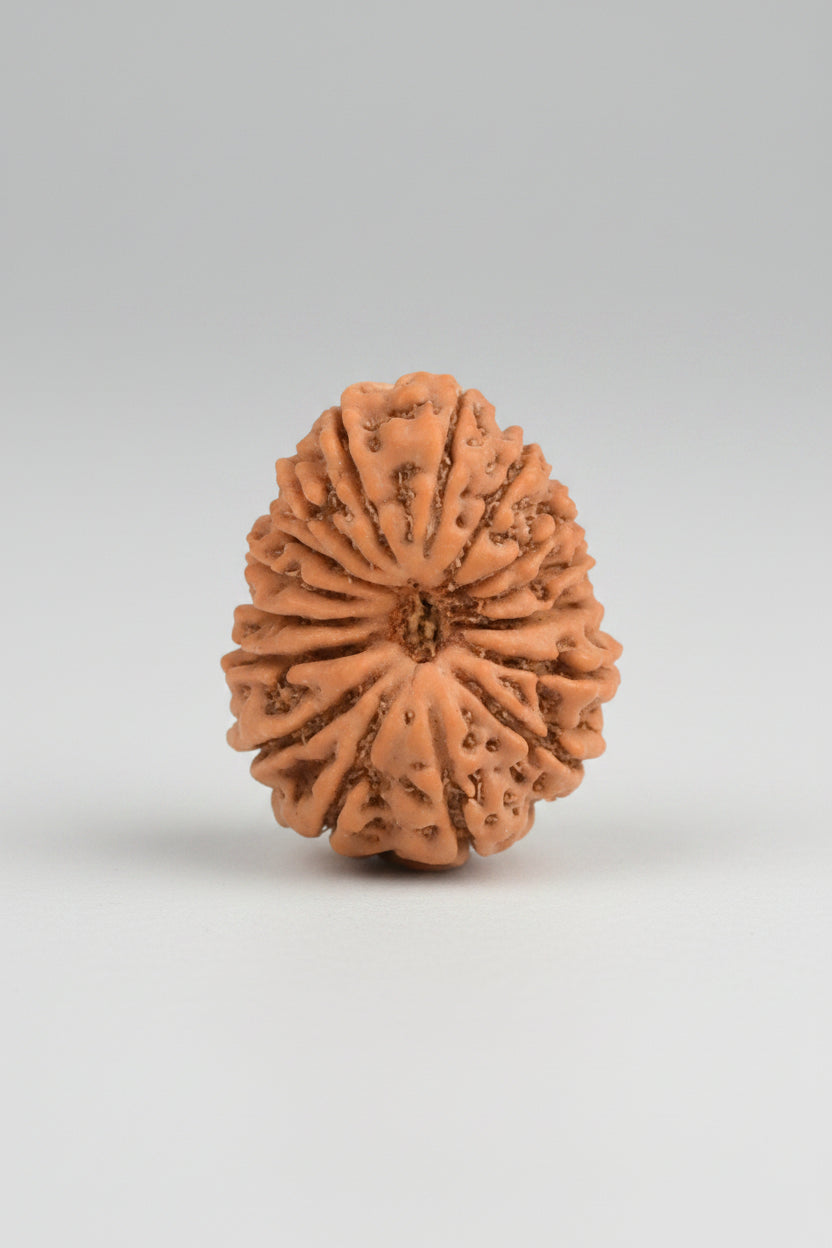 16 Mukhi Rudraksha Bead – 19mm | Java Indonesian | Collector Grade | ManiMonk - ManiMonk