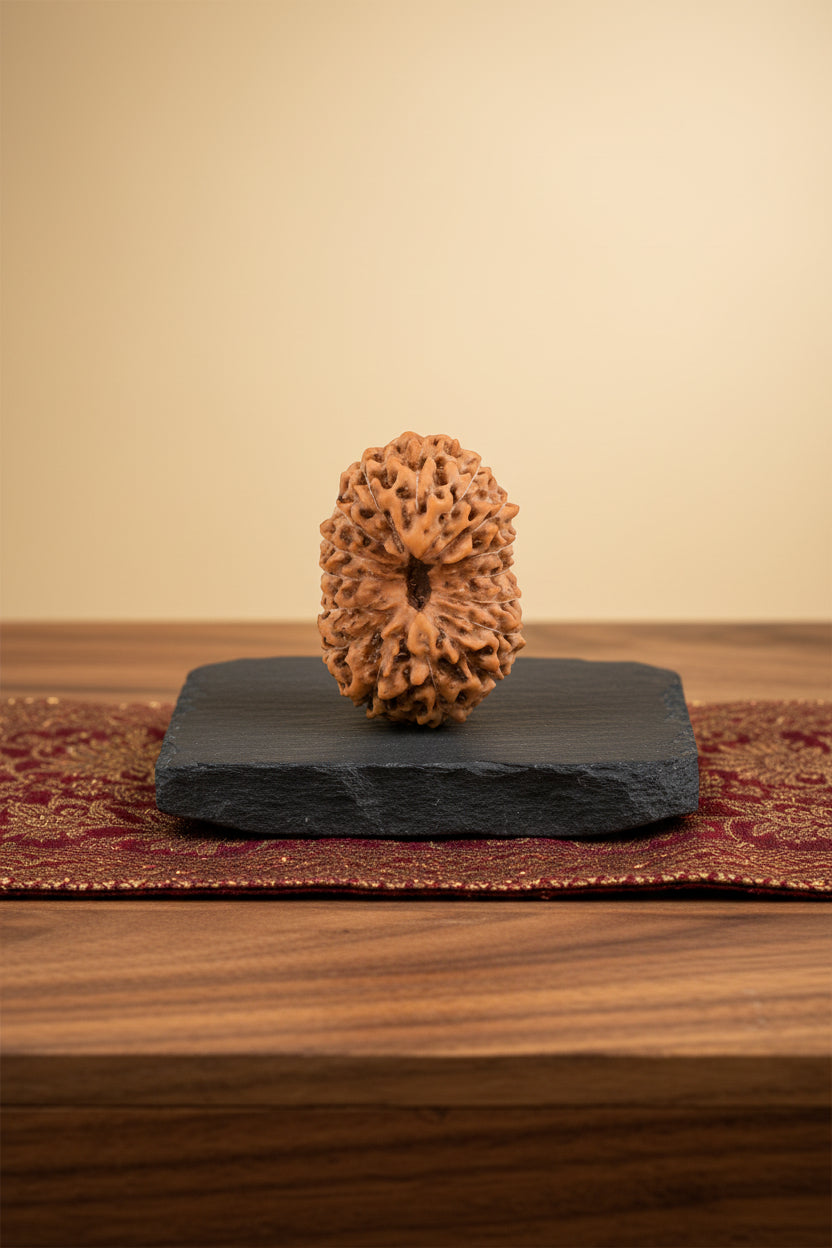 16 Mukhi Rudraksha Bead – 20mm | Java Indonesian | Collector Grade – ManiMonk - ManiMonk