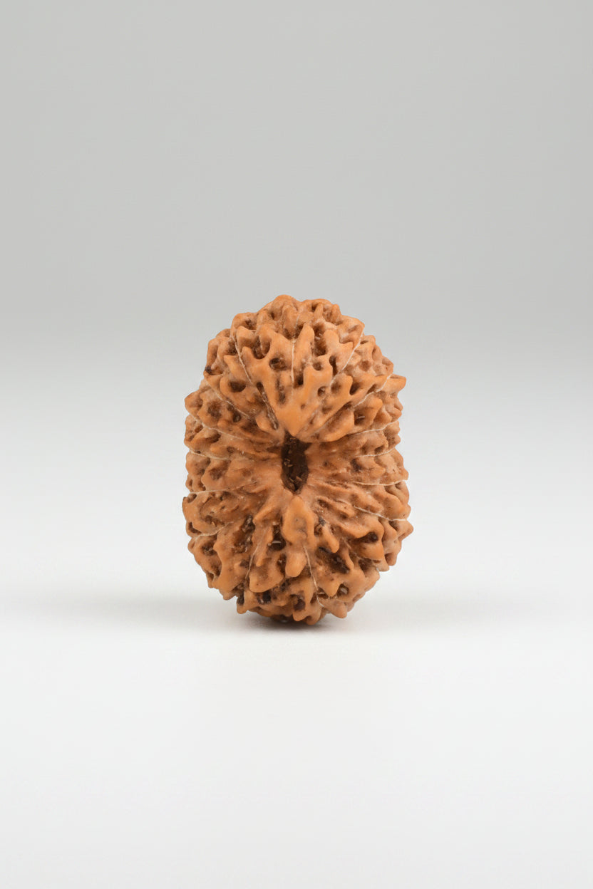 16 Mukhi Rudraksha Bead – 20mm | Java Indonesian | Collector Grade – ManiMonk - ManiMonk
