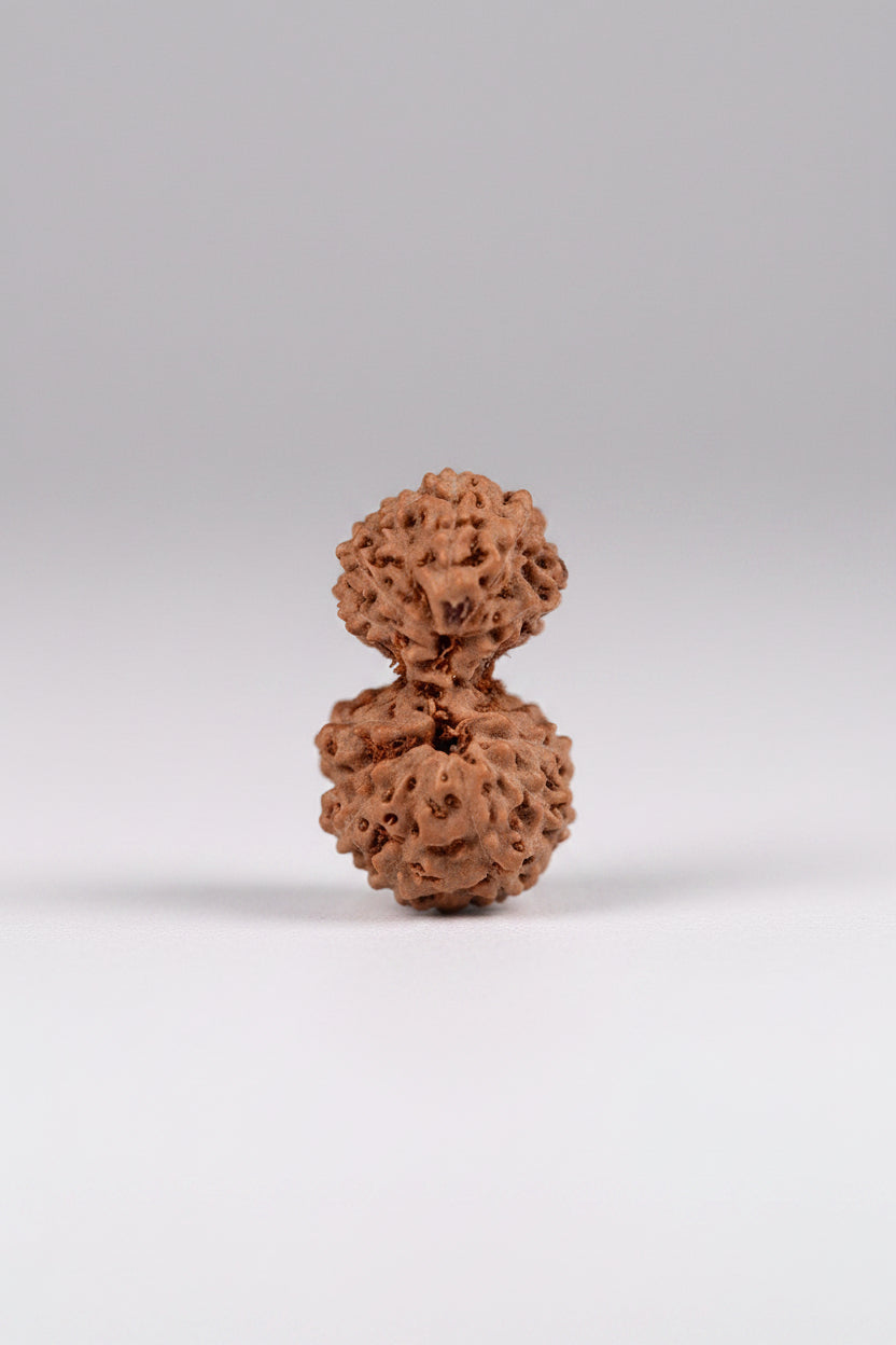 16 Mukhi Rudraksha Bead | Premium Java Indonesian | 20 mm - ManiMonk
