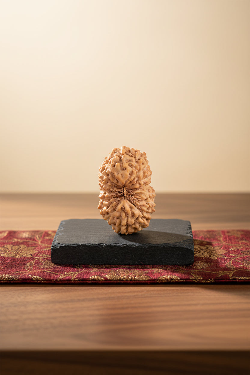 17 Mukhi Rudraksha Bead – Premium Java Indonesian | 17mm Large | ManiMonk - ManiMonk