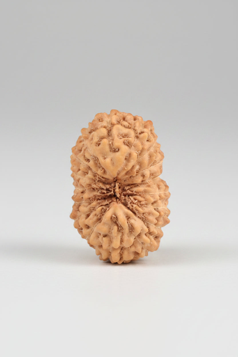 17 Mukhi Rudraksha Bead – Premium Java Indonesian | 17mm Large | ManiMonk - ManiMonk