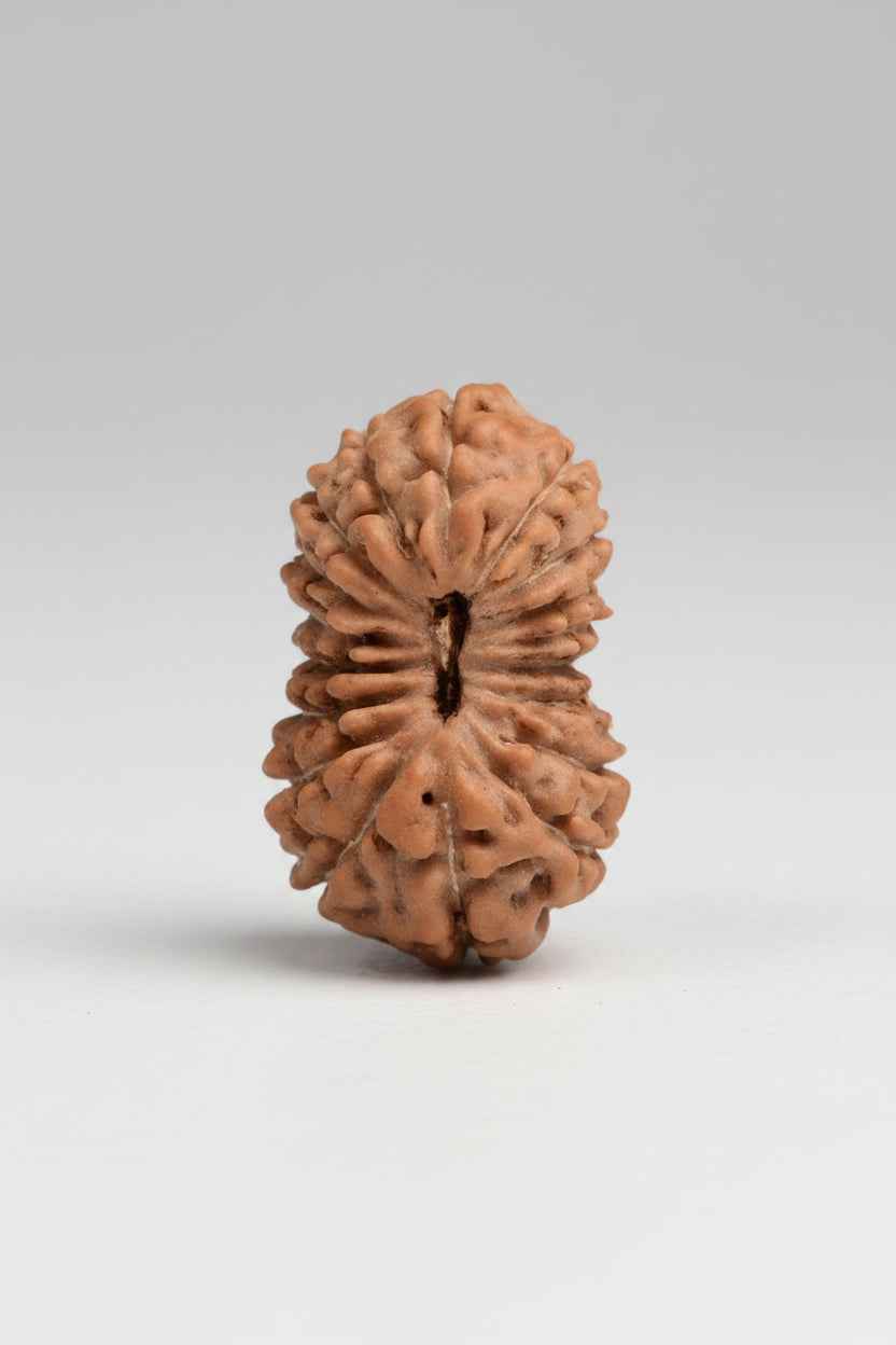 18 Mukhi Rudraksha Bead – Rare Java Indonesian | 15 mm | Bhumi Devi - ManiMonk