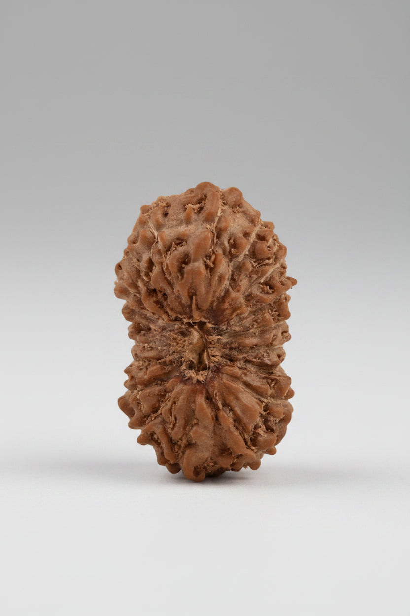 19 Mukhi Rudraksha Bead – Java, Indonesia | 12mm Small | Lord Vishnu - ManiMonk
